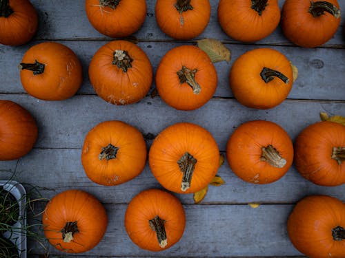 Ilmainen kuvapankkikuva tunnisteilla Halloween, kiitospäivä, kurpitsat