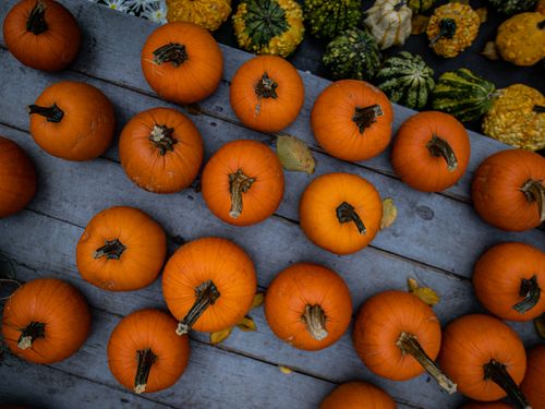 Free Aerial view of vibrant orange pumpkins and colorful gourds on a wooden surface, perfect for autumn themes. Stock Photo