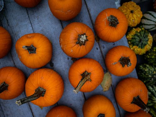 Free Colorful pumpkins and gourds on a wooden board, symbolizing a festive autumn atmosphere. Stock Photo