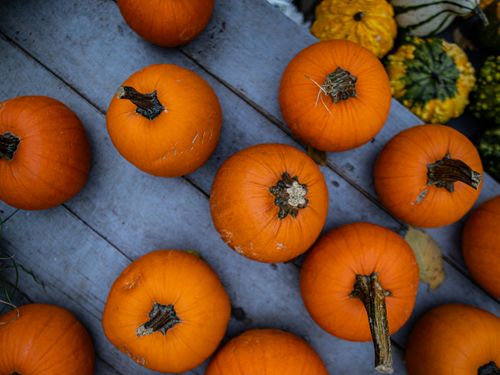 Free Close-up of fresh pumpkins and gourds on a rustic wooden table, symbolizing fall harvest. Stock Photo