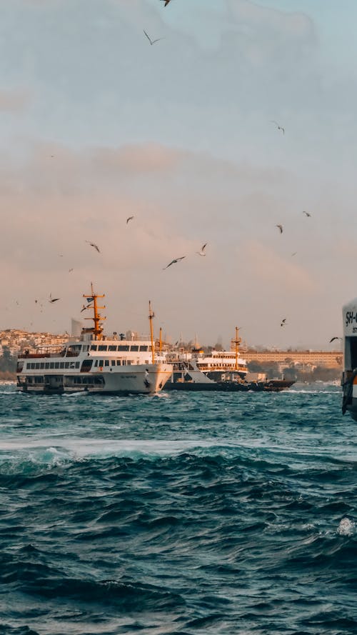 Bird Flying over the Sea