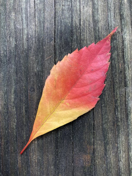 Photos gratuites de automne, couleur d'automne, feuille