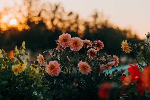 Flowers During Golden Hour · Free Stock Photo