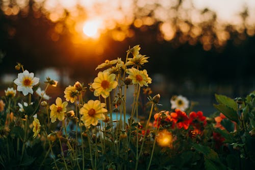 คลังภาพถ่ายฟรี ของ กลีบดอก, ช่วงแสงสีทอง, ดอกไม้