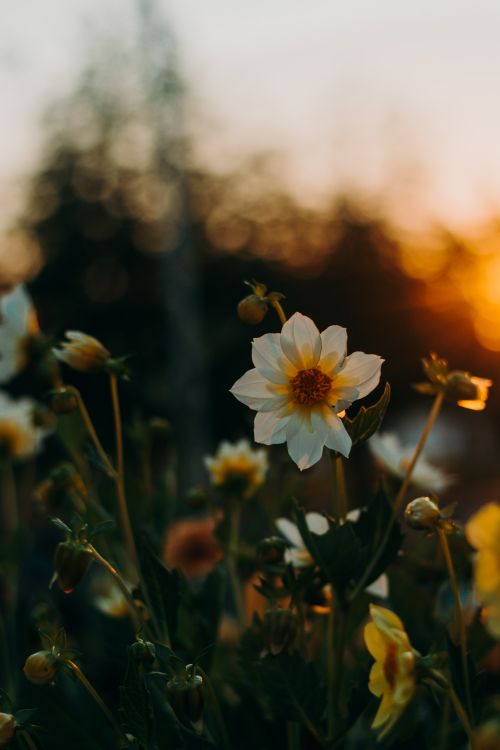 Free Close-up of blooming flowers in a garden during a vibrant sunrise. Stock Photo