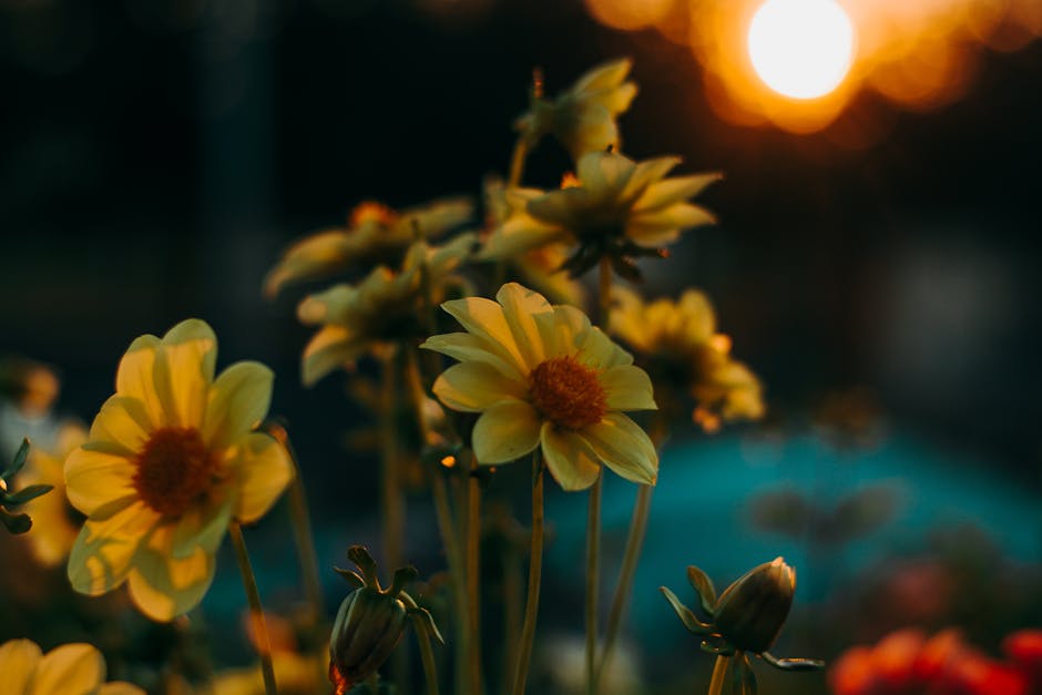 Selective Focus Photo Of Yellow Petaled Flowers · Free Stock Photo