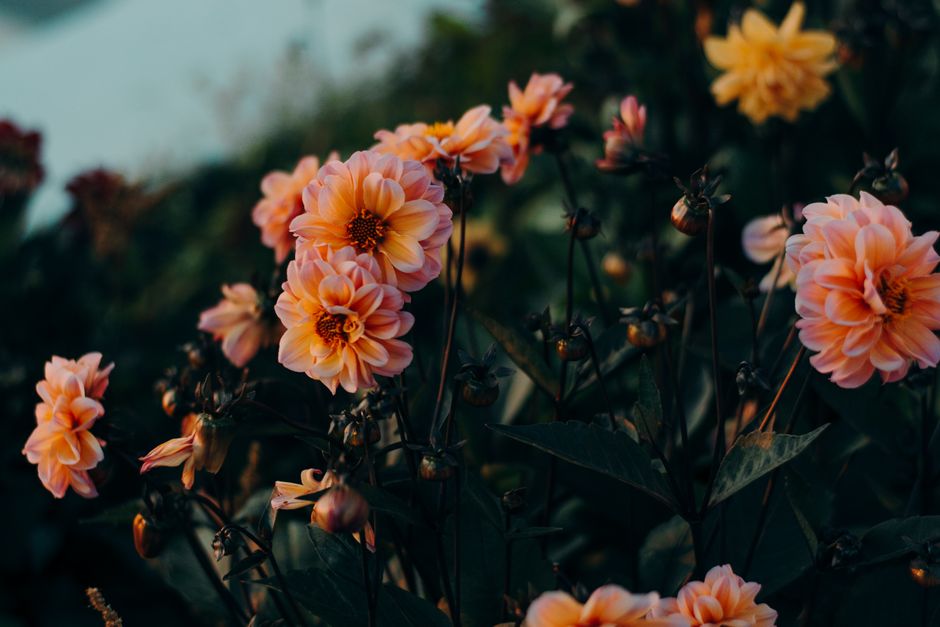 The Summer of Rebirth: How the Season's Rhythms Can Inspire Personal R