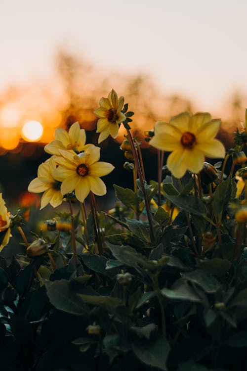 Foto Van Gele Bloemen Met Groene Bladeren