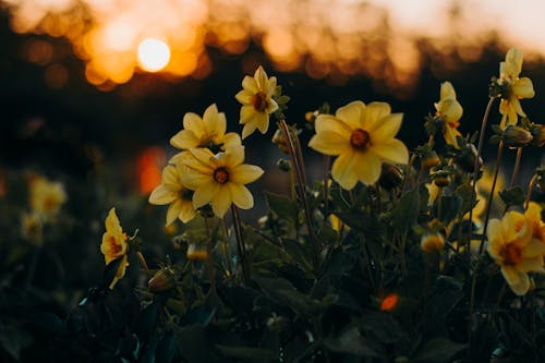 Yellow Daffodil Flowers