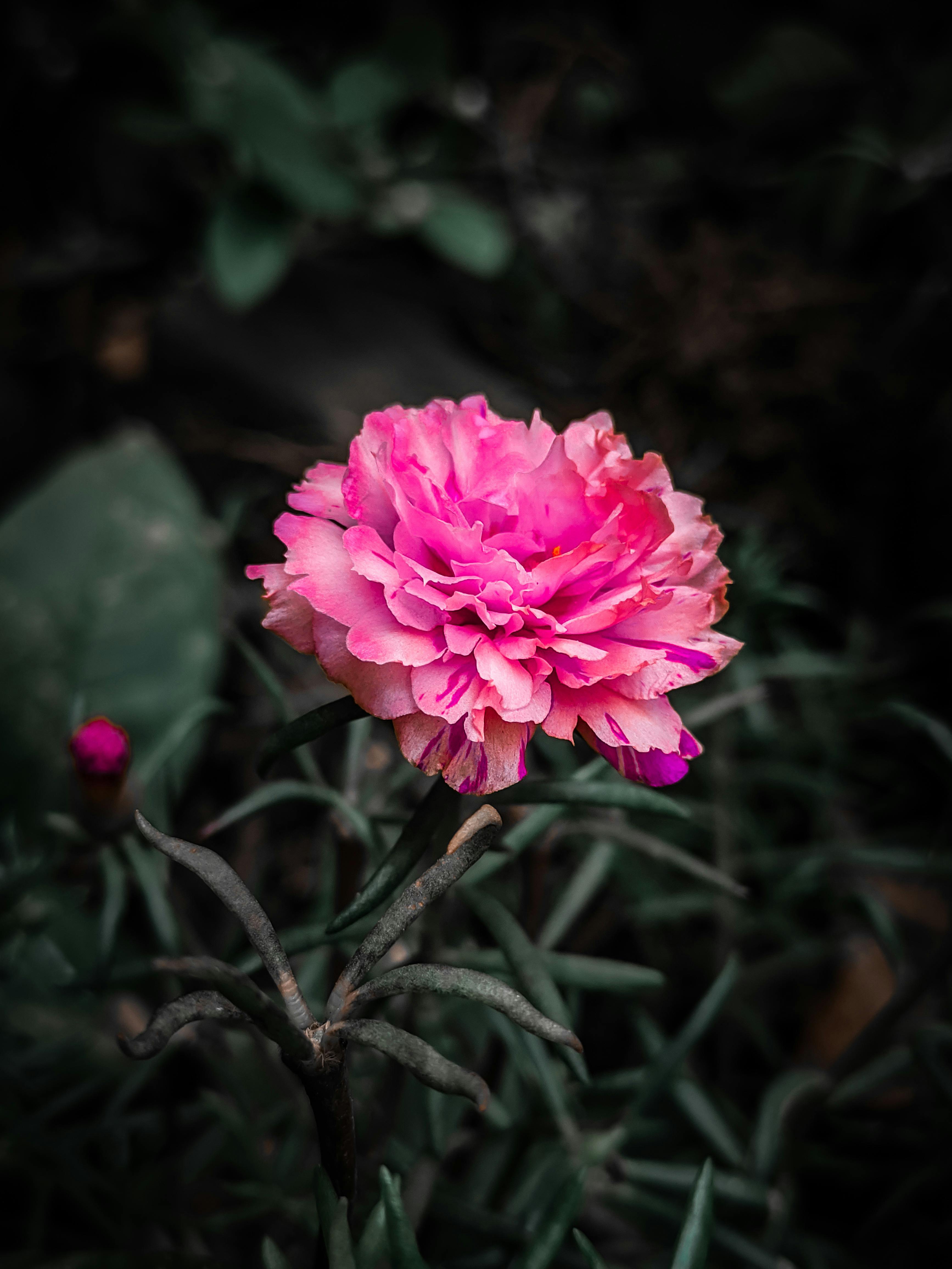 Beautiful Pink Flower in Bloom · Free Stock Photo
