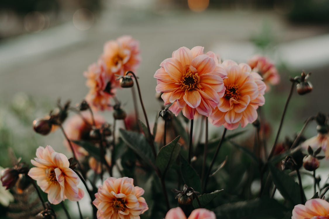 Flores De Pétalas Rosa