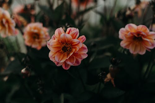 Free Orange Petaled Flower in Bloom Stock Photo