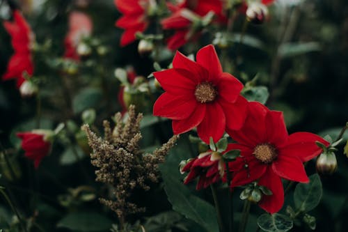 Closeup Photo of Red Petaled Flowers