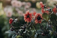 这张大丽花的惊人特写，在郁郁葱葱的花园中盛开，展示了自然之美