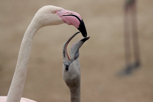 Close-Up Photo of Flamingos