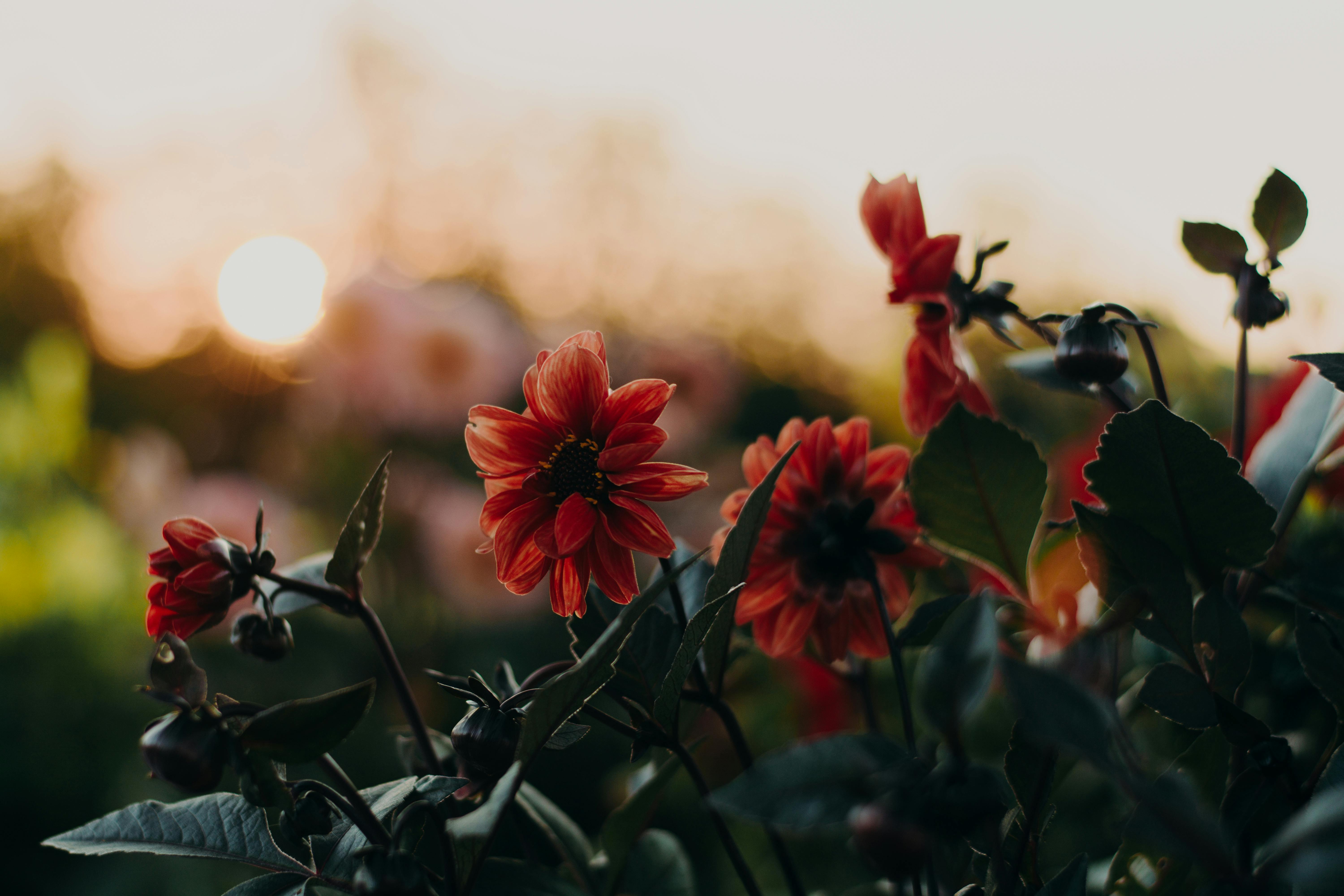 Bed of White Petaled Flowers · Free Stock Photo