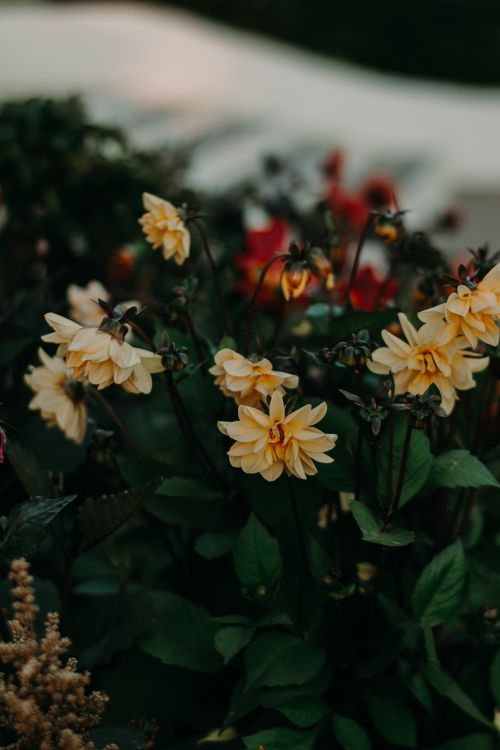 Free A serene view of yellow flowers blooming amidst lush greenery, capturing nature's elegance. Stock Photo