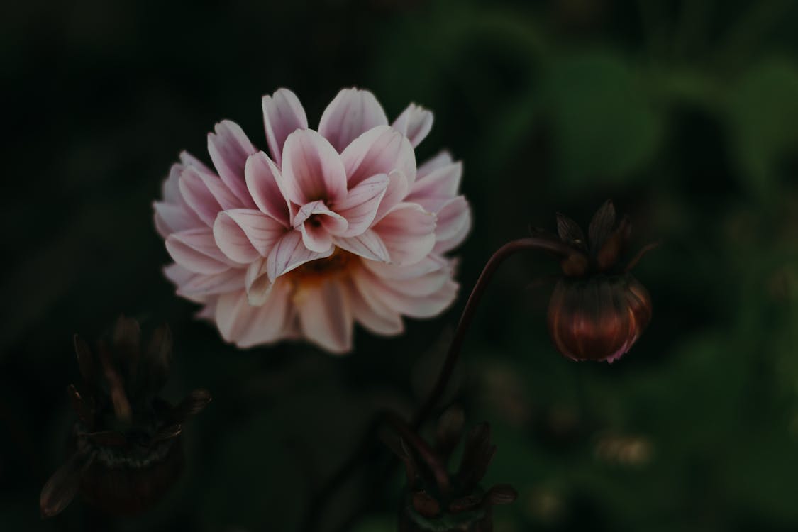 Pembe çiçeğin Sığ Odak Fotoğrafı