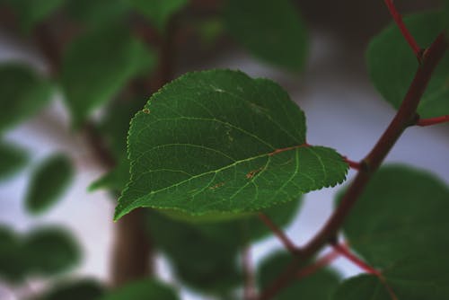 Free Shallow Focus Photography of Green Leaf Stock Photo