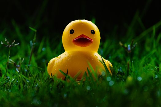 A Close-Up Shot of a Wet Rubber Ducky