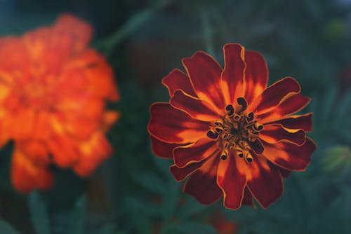 Gratis Fotografi Fokus Selektif Bunga Kelopak Oranye Foto Stok