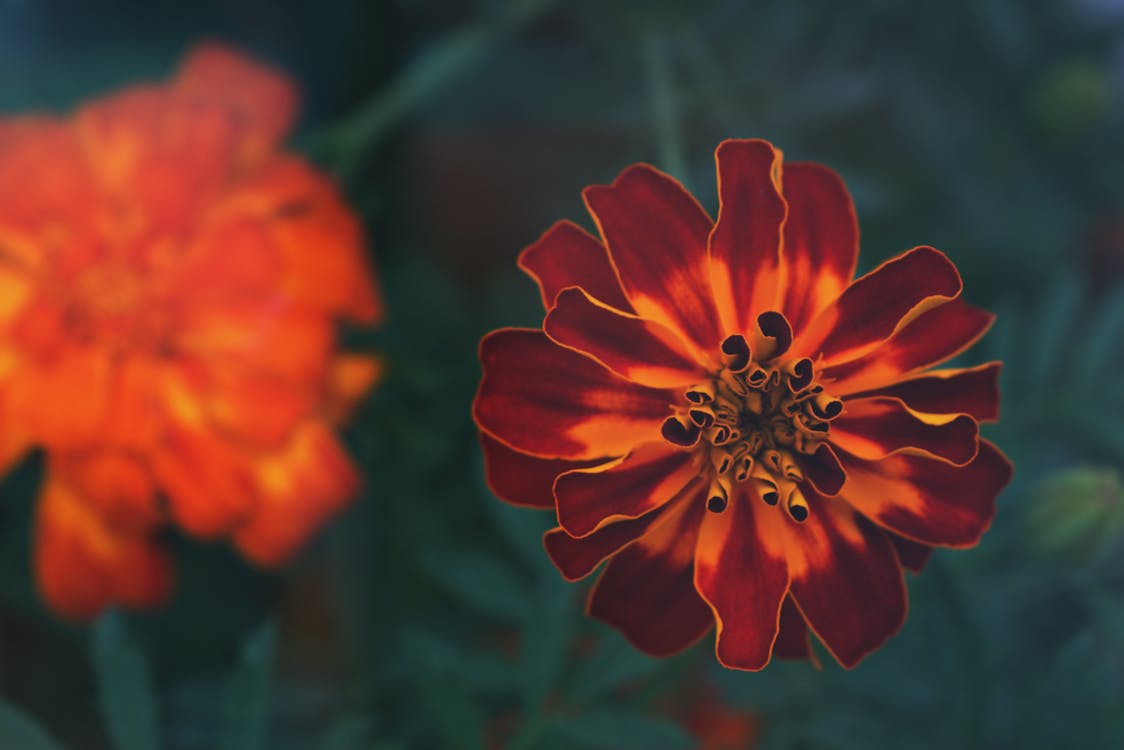 Photographie De Mise Au Point Sélective De Fleurs Pétales D'orange