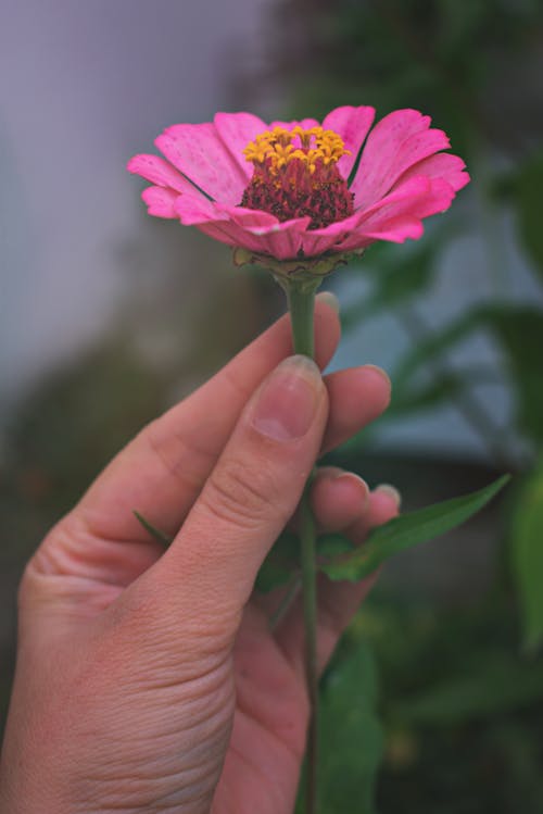 무료 분홍색 꽃잎이 달린 꽃을 들고있는 사람 스톡 사진