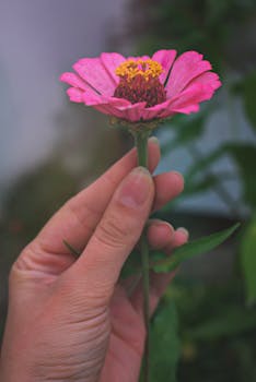 Close-up of a delicate pink zinnia flower elegantly held in a hand outdoors.
