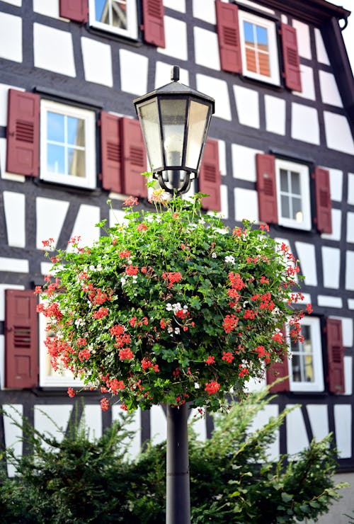 Flowering Plant on a Street Lamp