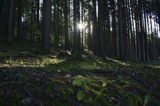 Serene forest setting with sunlight filtering through tall pine trees, creating a tranquil atmosphere.