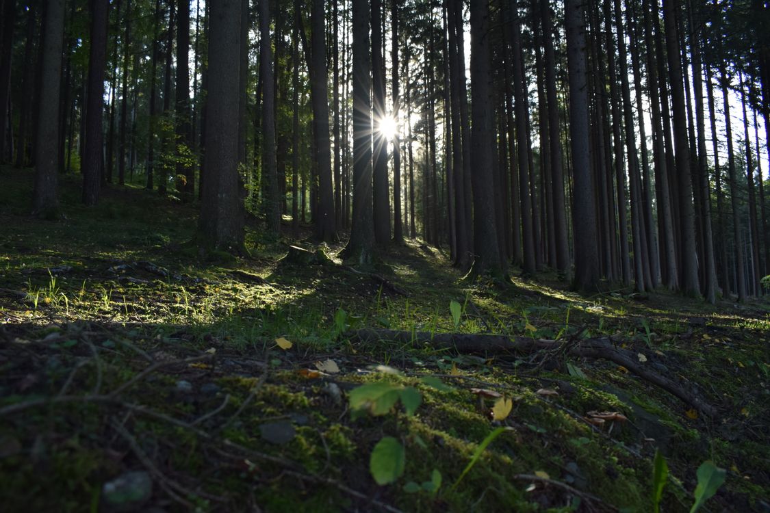 Tall Trees in the Forest · Free Stock Photo
