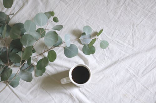 Free 녹색 잎이 많은 식물 옆에 흰색 머그잔의 평평한 위치 사진 Stock Photo