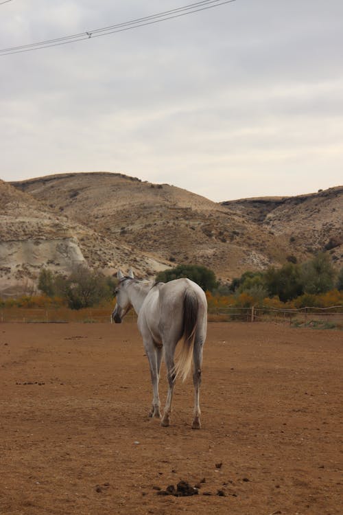 White Horse on a Field