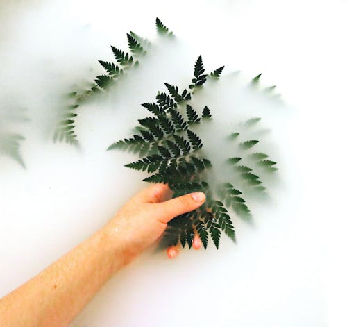 Free Person Holding Fern Stock Photo