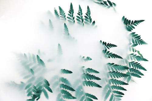 綠葉植物覆蓋著白煙