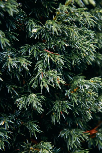 Detailed view of wet evergreen needles with water droplets, showcasing natural freshness.
