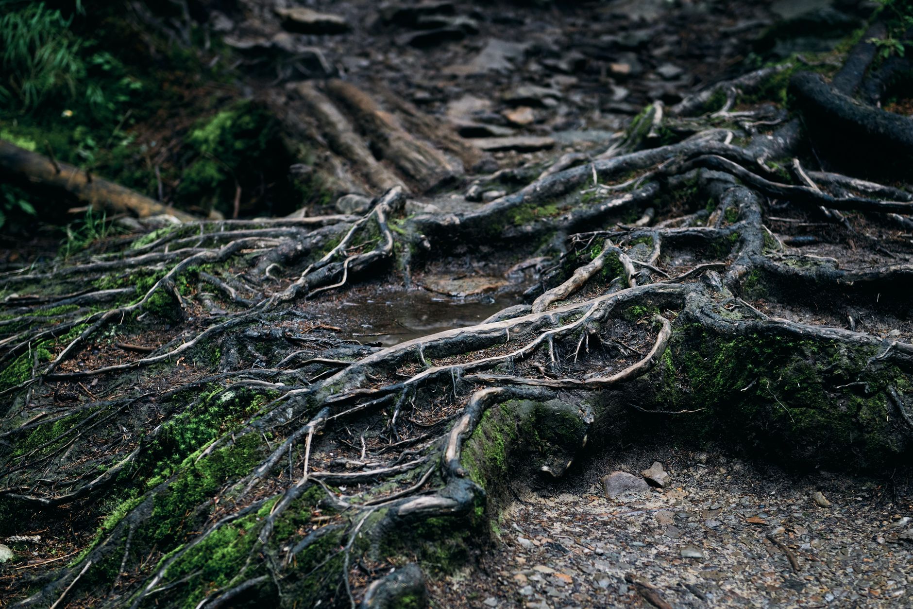 Culcheth Northern Roots