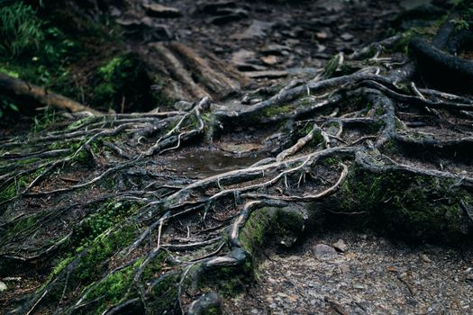 Close-up of intertwined tree roots with moss in a damp, forest environment.