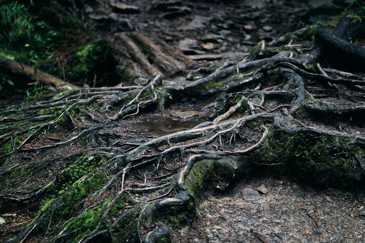 Close-up Of Tree Roots And Moss 