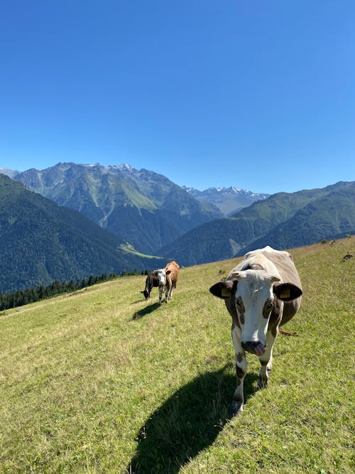 Kostenloses Stock Foto zu berge, kühe, rinder