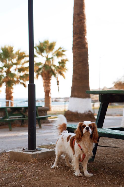 Turkish Spaniel Cavalier King Charles Spaniel Dog Standing on the Street Near Wooden ...