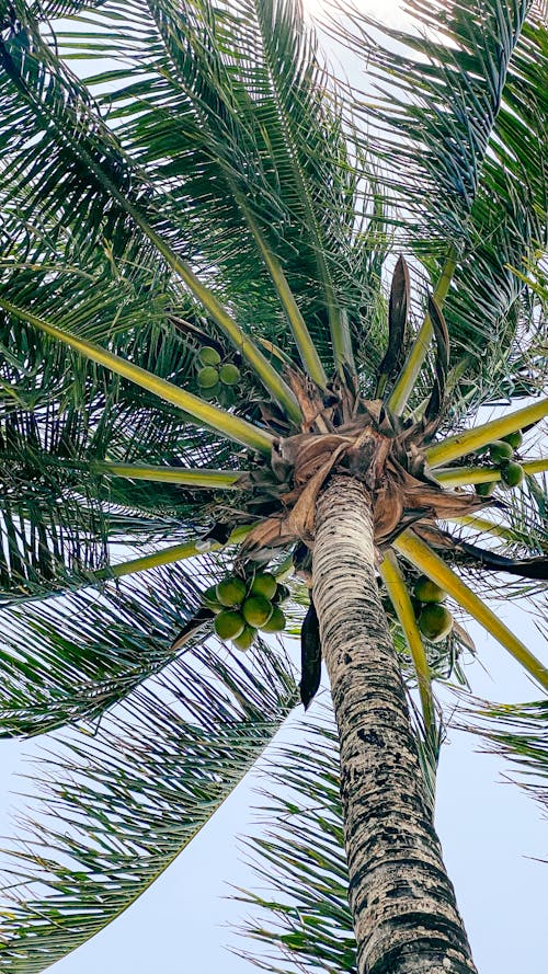 Foto d'estoc gratuïta de arbre alt, cel blau, coco