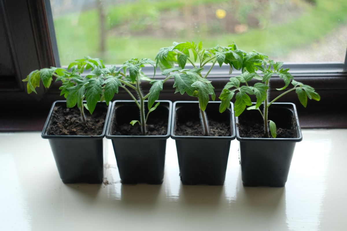 Potted tomato seedlings on a window sill