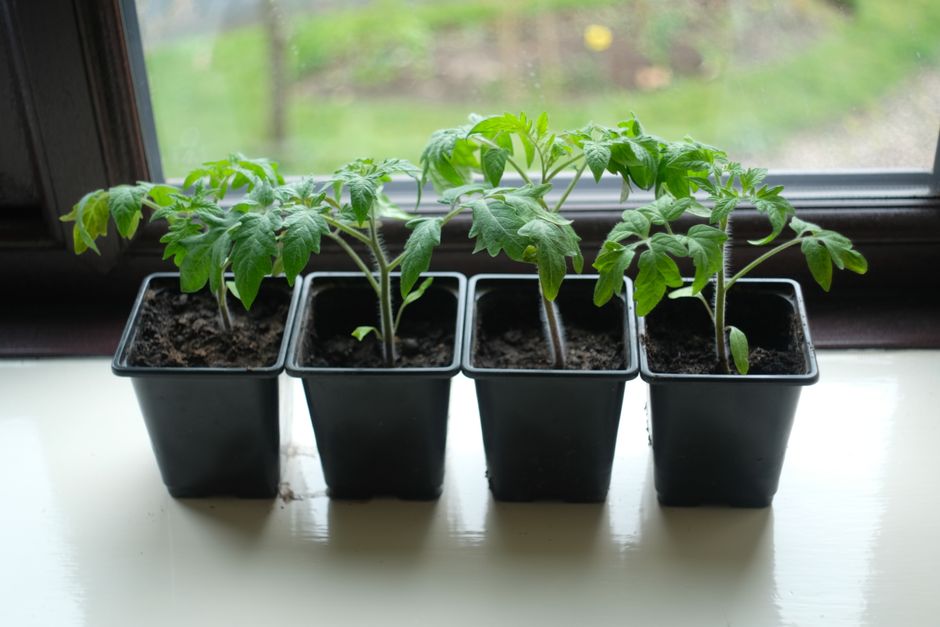 compact tomato plants growing in small pots on a wooden table - table top vegetable garden compact tomato plants growing in small pots on a wooden table - table top vegetable garden