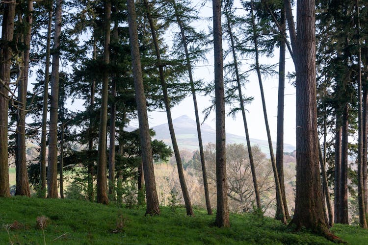 Great Sugar Loaf Mountain Viewed From Powerscourt Gardens In County Wicklow, Ireland.