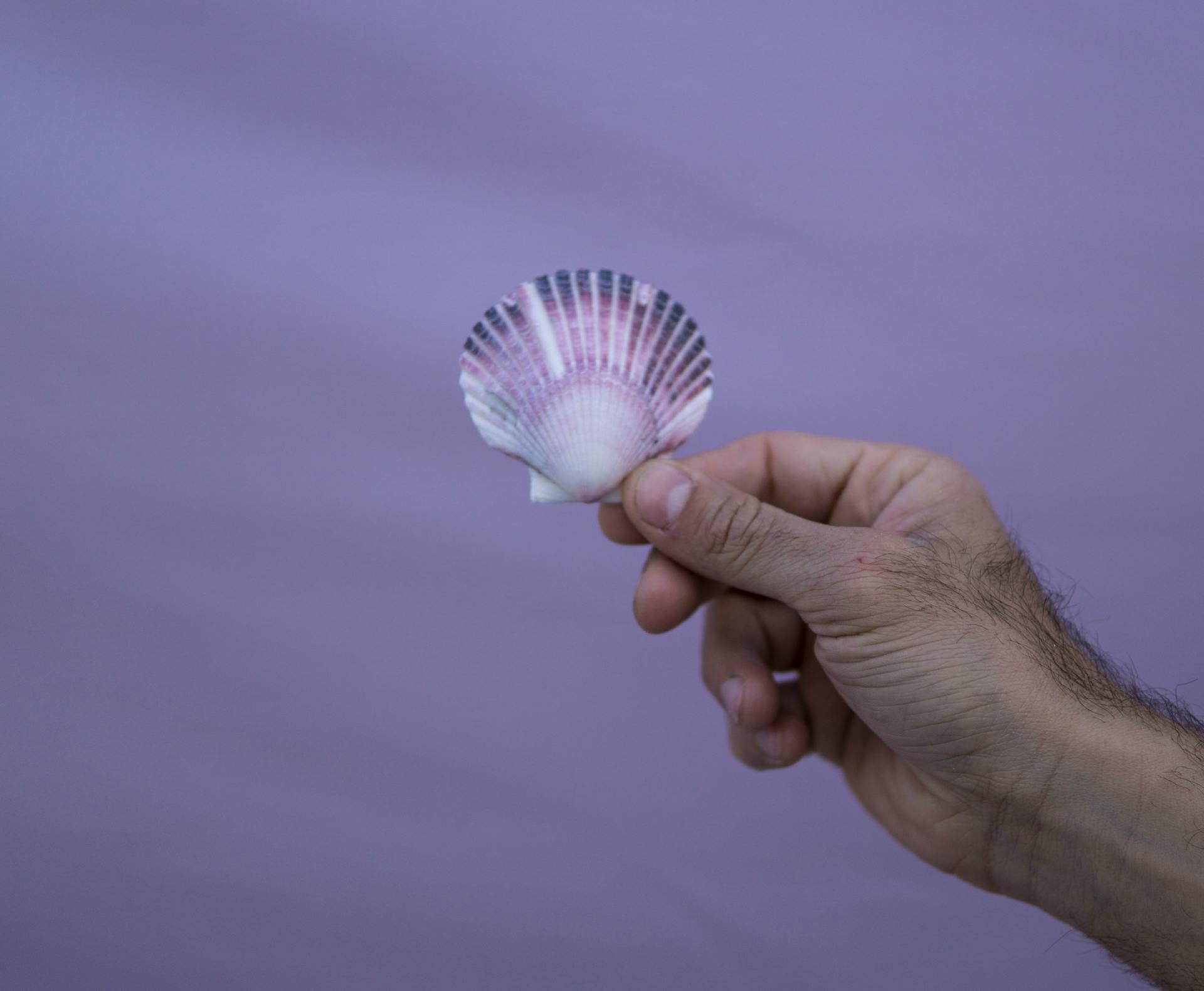 A hand holding a scallop shell against a pastel background, outdoors.