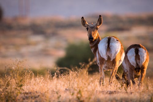 Animaux Paissant Sur Le Sol