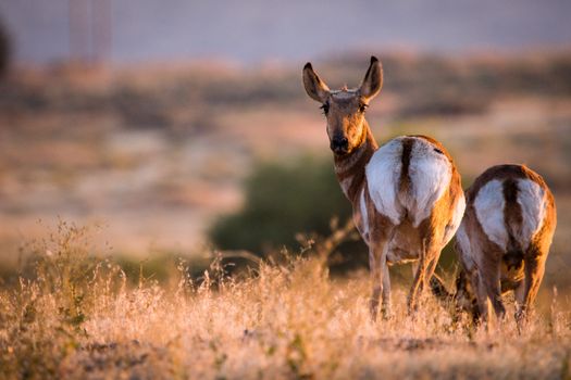 Two pronghorn antelope captured grazing in a sunlit grassland environment.