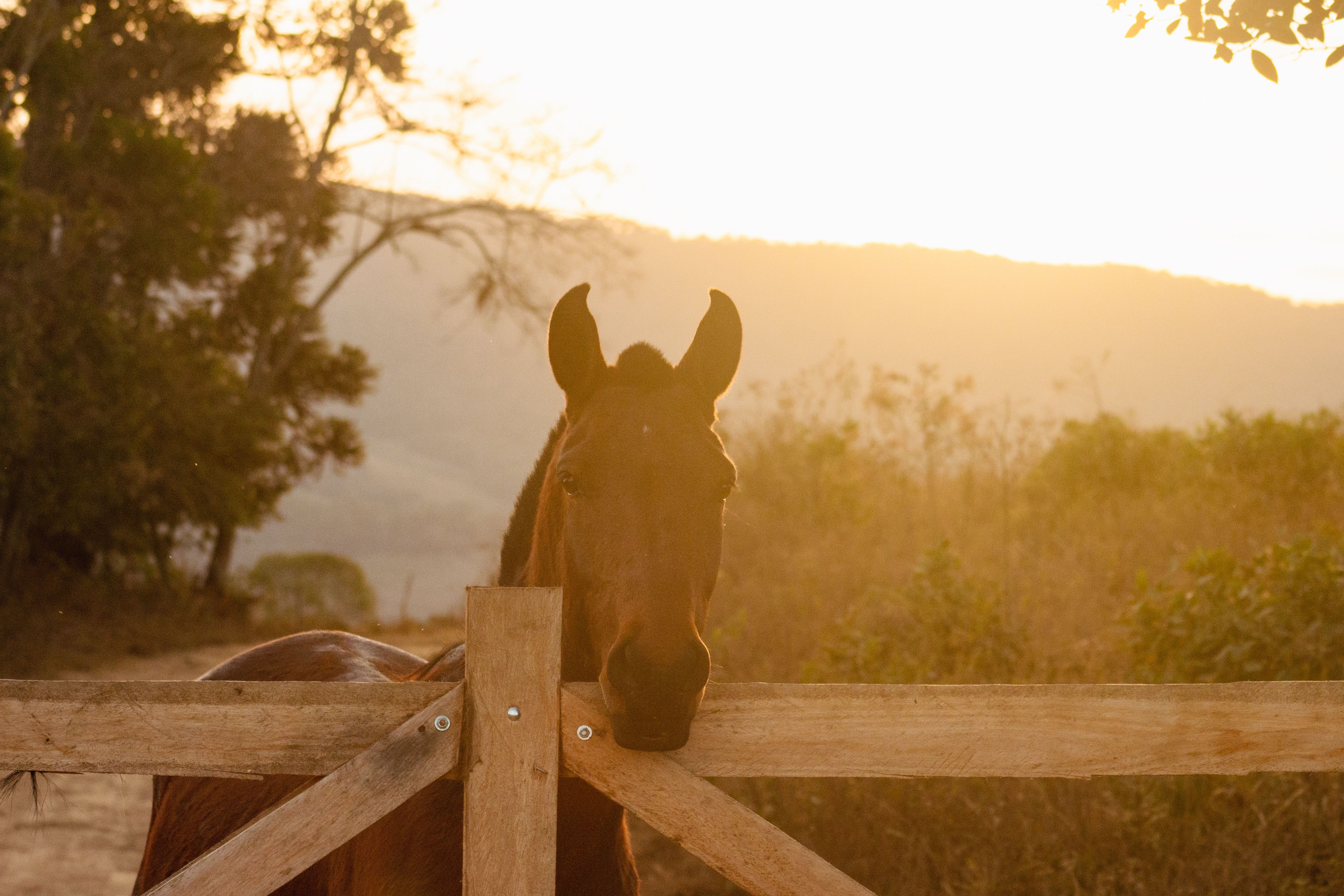 Horse behind a Wooden Fence at Sunset · Free Stock Photo