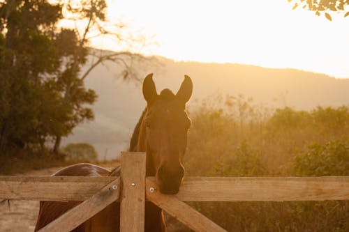 Horse behind a Wooden Fence at Sunset 